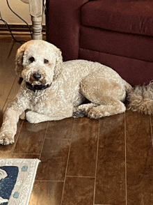 a dog laying on the floor next to a rug