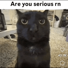 a black cat is looking at the camera with the caption " are you serious rn " above it