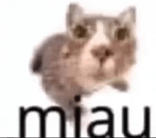 a cat is standing in front of a white background with the word miau on it .