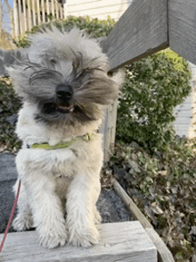 a small white dog with a beard and a green collar