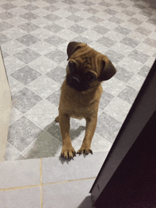 a pug puppy standing on a checkered floor