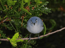 a small bird with a very angry look on its face is perched on a branch