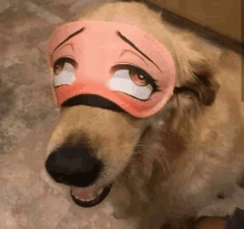 a close up of a dog wearing a sleeping mask .