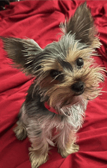 a small dog with a red collar is sitting on a red bed