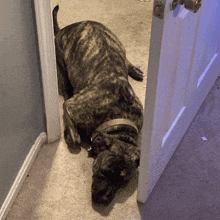 a dog laying in a doorway with a collar on