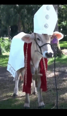 a cow wearing a white hat and a red robe is standing in the grass