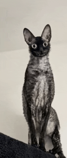 a black and white cat with big eyes is sitting on top of a carpet .