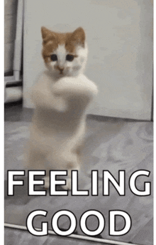 a cat is standing on its hind legs and says feeling good