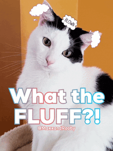 a black and white cat with a thought bubble that says blown on it