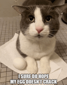 a gray and white cat is sitting on a piece of paper towel next to an egg and says i sure do hope