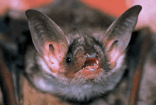 a close up of a bat with its mouth open looking at the camera