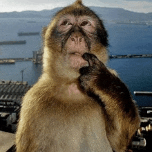 a close up of a monkey 's face with mountains in the background