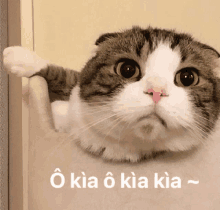 a cat is peeking out from behind a wall and the words kia o kia kia are below it