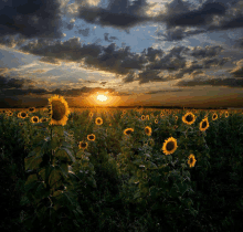 a field of sunflowers with the sun setting behind them