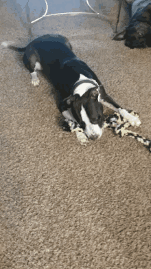 a black and white dog laying on the floor with a toy