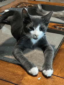 a grey and white cat laying on a table