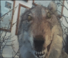 a close up of a stuffed wolf with a very large mouth