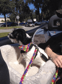 a black and white dog wearing a colorful harness is sitting in a car