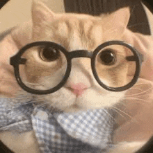 a close up of a cat wearing glasses and a tie .