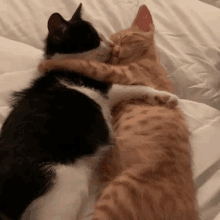 two cats hugging each other on a bed .