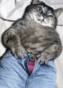 a cat is laying on a person 's lap with their pants open .