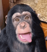a chimpanzee with a pink tongue sticking out looks at the camera