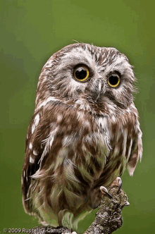 a small owl perched on a tree branch with a green background