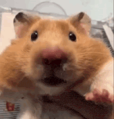 a close up of a hamster 's face with its mouth open and looking at the camera .