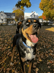 a black brown and white dog with a tag that says ' i love you ' on it