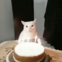 a white cat is sitting on top of a birthday cake with candles lit up .