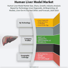 a diagram showing the human liver model market size share growth industry analysis report by technology