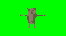 a cat is standing on its hind legs with its arms crossed on a green screen .