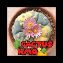 a picture of a cactus with pink flowers and the words cactus hmo on the bottom