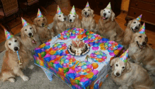 a group of dogs wearing party hats are sitting around a table with a birthday cake