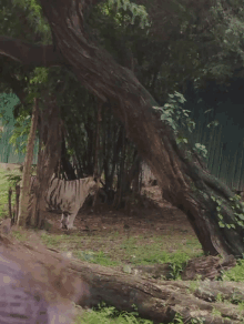 a white tiger is standing under a tree in a forest