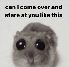 a close up of a hamster with the words can i come over and stare at you like this above it