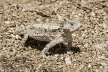 a lizard is sitting on a pile of rocks and dirt