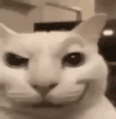 a close up of a cat 's face with a smile on it 's face .