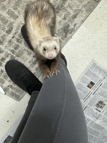 a ferret sits on a person 's leg next to a newspaper that says " police investigation "