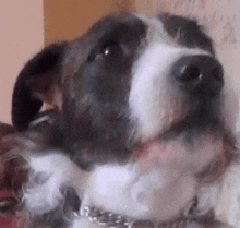 a close up of a black and white dog with a chain around its neck looking at the camera .