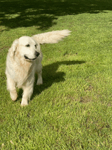 a white dog is standing in the grass with its tail flying in the wind