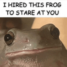 a picture of a frog with a caption that says i hired this frog to stare at you .