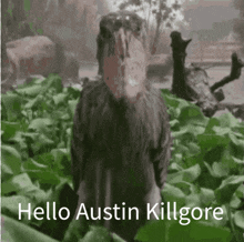 a picture of a bird with the words hello austin killgore written below it