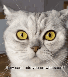 a close up of a cat 's face with the words how can i add you on whatsapp below it