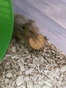 a hamster is eating a cracker on a pile of wood shavings