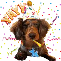 a dachshund wearing a party hat and holding a party horn with the word yayy above it