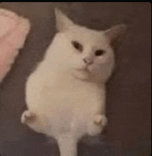 a white cat is laying on a couch with its legs crossed .