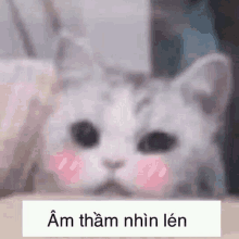 Cat Meme