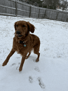 a dog with a tag that says ' amanda ' on it runs in the snow