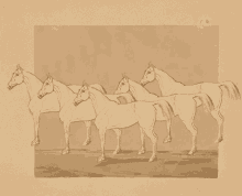 a drawing of four horses standing next to each other on a brown background